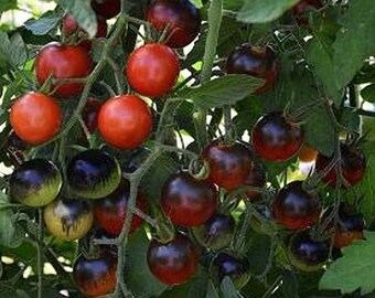 Midnight Cherry Tomato Seeds
