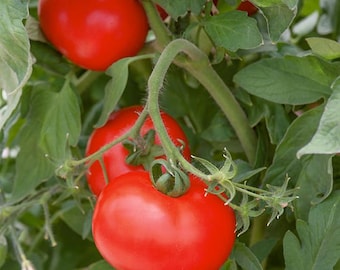 Tomato Seeds - Bush Variety, Compact Plant (25 Seeds)