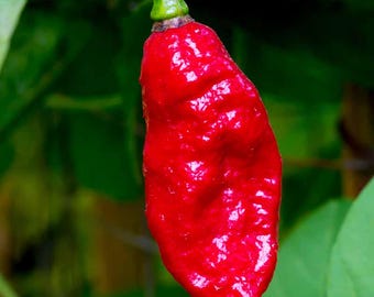Ghost Pepper Seeds