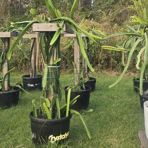 May include: Several dragon fruit plants growing in pots with wooden stakes for support. The plants are in a grassy area with green foliage in the background.