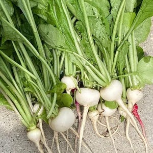 White Globe Radish