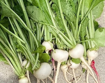 White Globe Radish