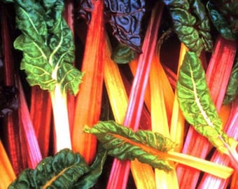 Swiss Chard Bright Lights Seeds