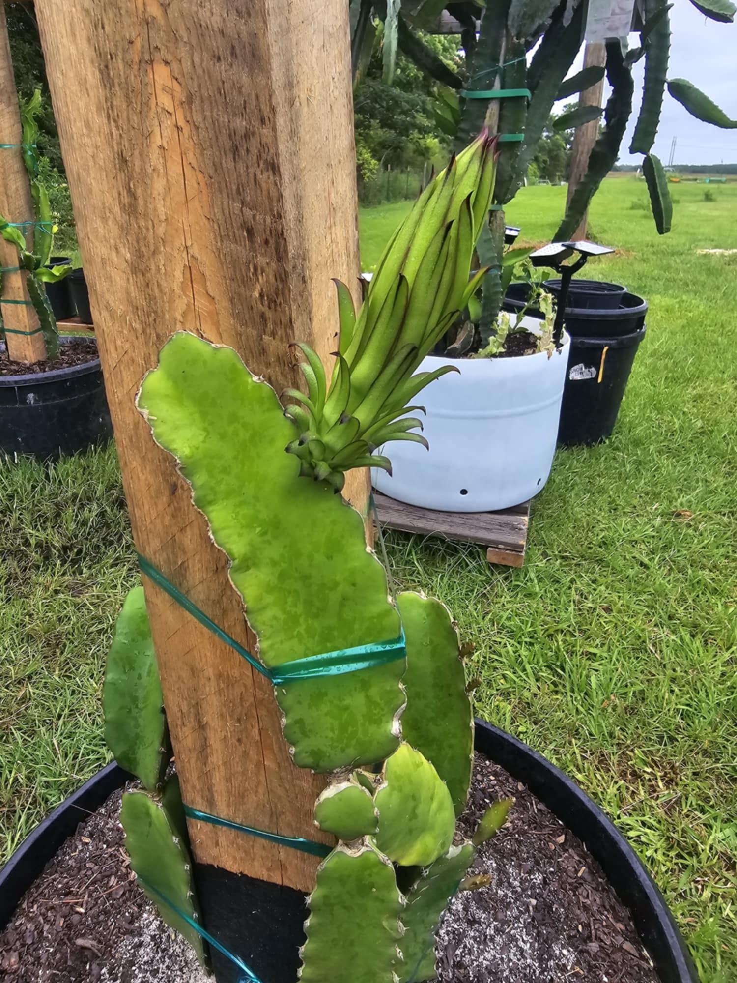 2 Organic Dragon Fruit Cuttings – 16-24 Inches, Multiple Species, Fast Growing