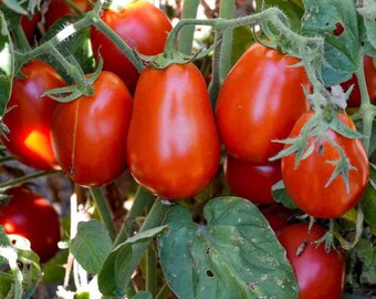 Roma Tomato Seeds