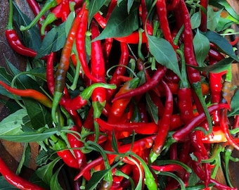 Cayenne Pepper Seeds