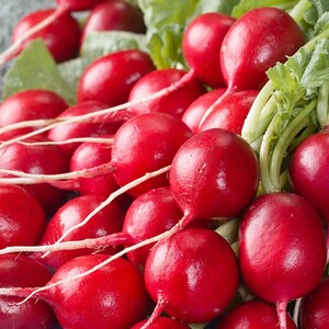 Champion Radish