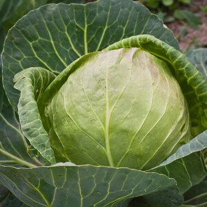 Flat Dutch Late Cabbage Seeds: Heirloom Variety (50 Seeds)