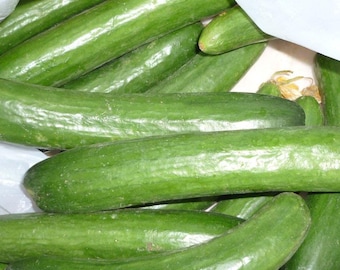 Cucumber Muncher Burpless Seeds