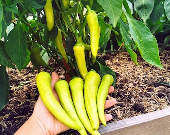Banana Pepper Seeds