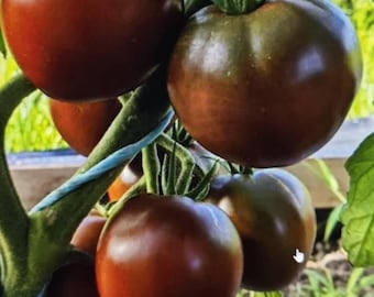 Black Prince Tomato Seeds