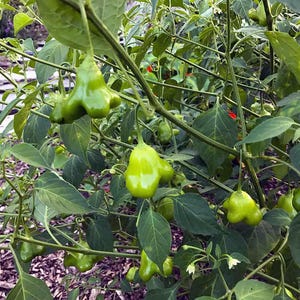 Mad Hatter Pepper Seeds