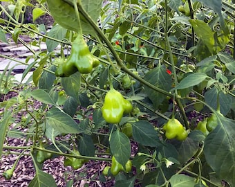 Mad Hatter Pepper Seeds