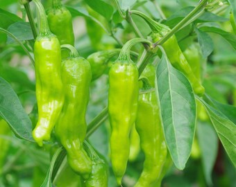 Shishito Pepper Seeds