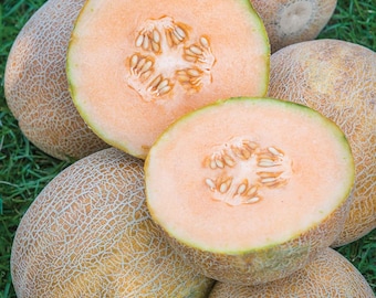Cantaloupe Melon Honey Rock Seeds