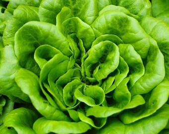 Lettuce Seeds: Heirloom Varieties - Gourmet Blend, Romaine, Buttercrunch