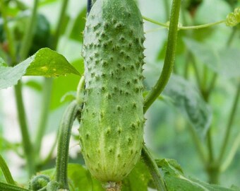 Cucumber Boston Pickling Seeds