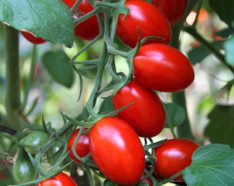 Baby Roma Tomato Seeds