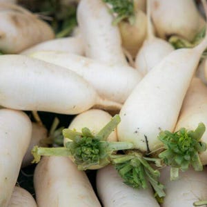 Chinese White Winter Radish