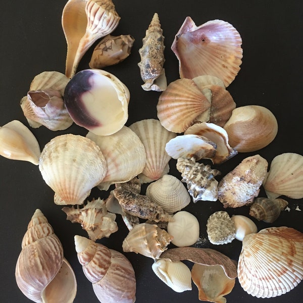 Natural Shell Collection 30 count, Scallop, Conch, Cerith, Spiny, Shells for Home Decor