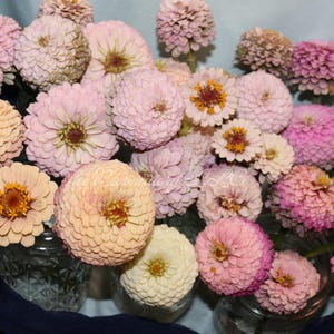 Floret Farm Seeds - Etsy