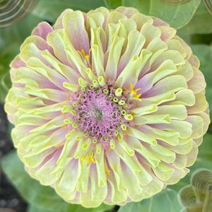 May include: Close-up of a zinnia flower with layered petals in shades of pale yellow and pink. The center is a vibrant purple with yellow stamens. The text "THE BLOOMATORY" is visible.