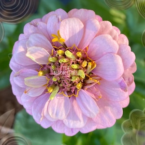 Persnickety Zinnia Seed Collection – Vibrant Pastels and Bold Blooms for Garden Elegance, Cut Flowers, Floral Arrangements, and Containers