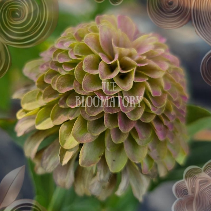 Crisp Rare Zinnia Seeds Capture for Your Screen Crisp Rare Zinnia Seeds Capture for Your Screen