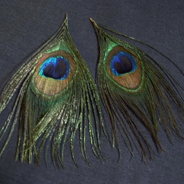 Pair of Peacock Eye Feathers - Cruelty Free
