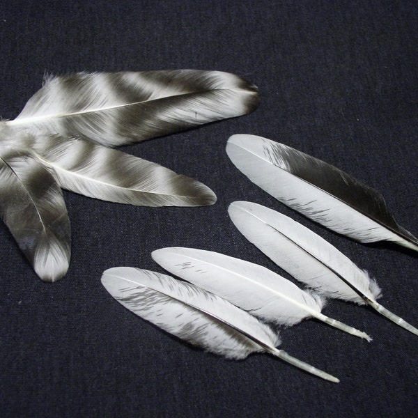 7 Mixed Black and White Rooster Feathers - Cruelty Free