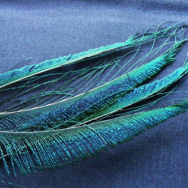 4 Peacock Sword Feathers