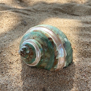 Large Conch Shell, Sea Shell Decor, Sea Shells, Collectible Snail Shells, Beautiful Shells, Home Decor, Holiday Gift, Snail Shell Decor