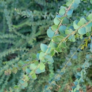 Acacia pravissima (Oven&#39;s Wattle Tree) SEEDS x10
