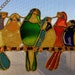 see more listings in the Birds & Bugs section