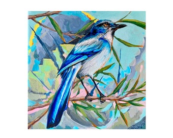 California scrub jay   , Archival giclee 11x14 printed on archival inks and paper. Signed and numbered ( edition of 50 ) .