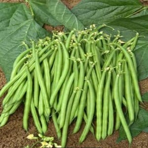 50 Pole Bean Seeds Collection|5 Varieties|Climbing (Vine) Snap & Dry Beans