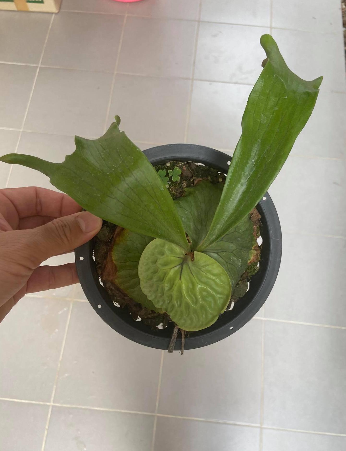 ビカクシダ　ホーンズサプライズ大株　Horne's Surprise OC株 ビカクシダ ホーンズ サプライズ Platycerium 'Horne's Surprise'