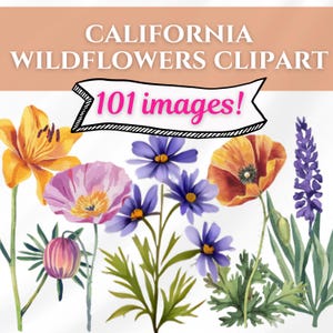 Les 101 éléments uniques de Californie des cliparts - fichiers png - licence d'utilisation commerciale - aquarelle fleurs verdure herbe arbres plantes 101 éléments uniques