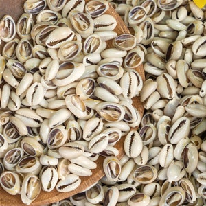 bulk sliced cowrie shells from Africa, hand cut for jewelry making and hemp crafts -   sold by Hemp Beadery