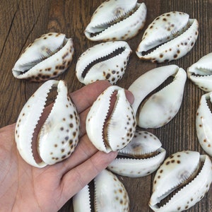 Large Tiger Cowrie Shells, 2 1/2 to 5 inches,  Sliced Natural  Shell for crafts  -BN187