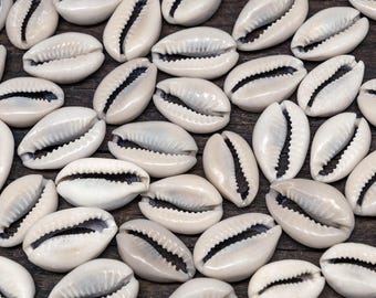 cowrie shell etsy