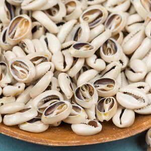 100 African Cowrie Shells: SMALL Mixed Size, Sliced for Jewelry and ...