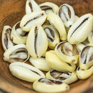 Yellow Cowrie Shells – Sliced Natural Shells | African Cowry | 1- 1/2 Inch | 25 Pieces - B3317