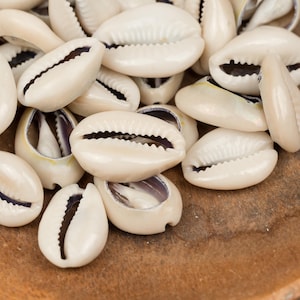 25 Natural African Cowrie Shells, Large Sliced for Jewelry Making