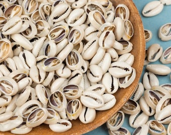 100 African Cowrie Shells: SMALL to medium  Mixed Size, Sliced for Jewelry and Crafts