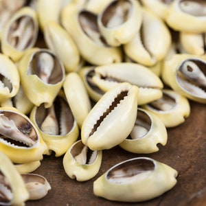 Gele kaurischelpen, gesneden natuurlijke schelp, Afrikaanse kauri, geen gaten, alleen sleuven 1 1/2 inch - 25 stuks - B1136