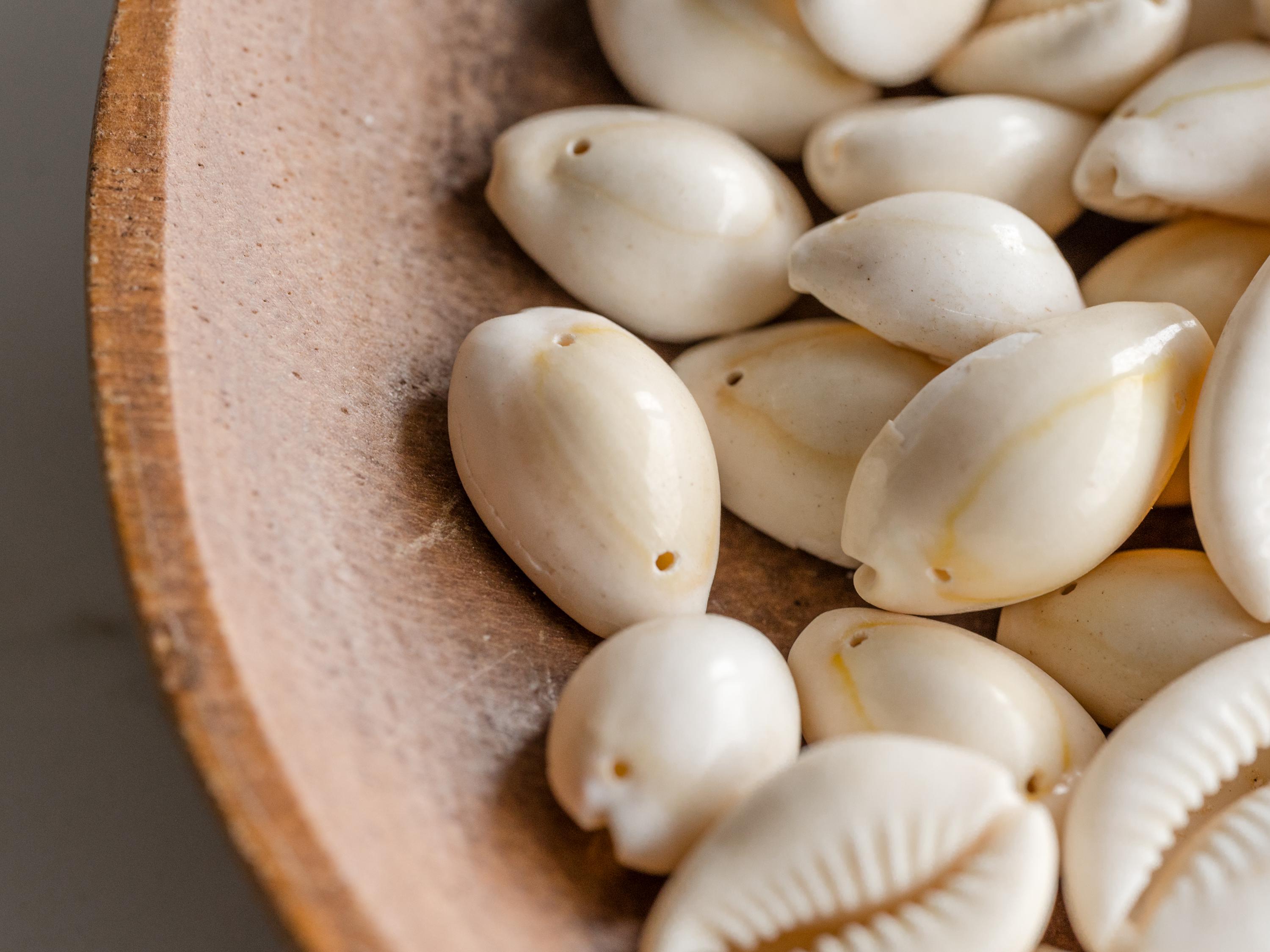 ローストタカラガイの殻、2 つの穴付き、1/4 - 1 インチ - 30 個