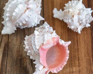 Conchiglie Naturali Miste Per Decorazione – 0,9 Kg, Dimensioni 2-7,5 Cm, Bianco, Rosa, Beige, Marrone