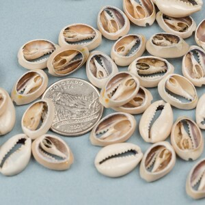 100 African Cowrie Shells: SMALL to Medium Mixed Size, Sliced for ...