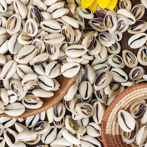 25 grote gesneden kaurischelpen uit Afrika voor het maken van strandsieraden en handwerk